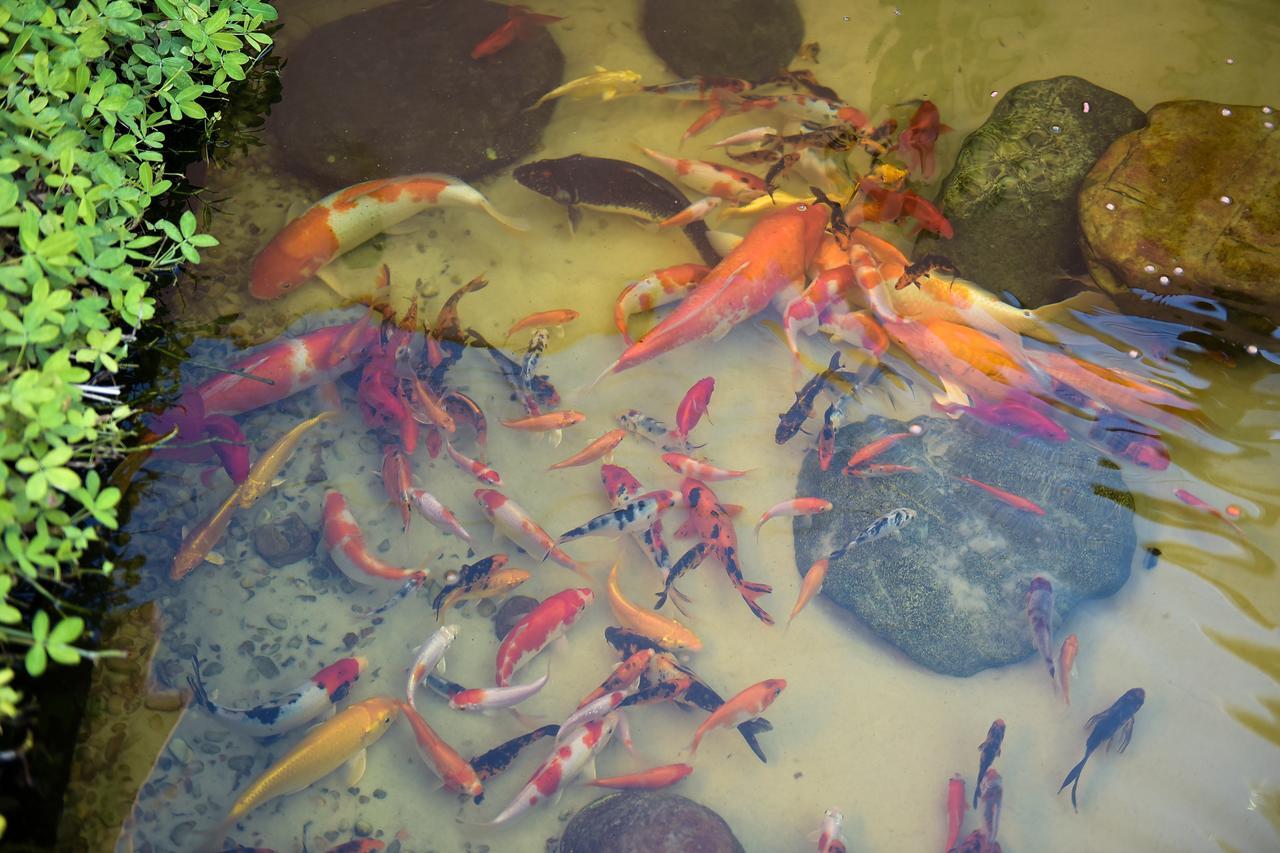 Recanto Das Carpas Ilhabela Zewnętrze zdjęcie